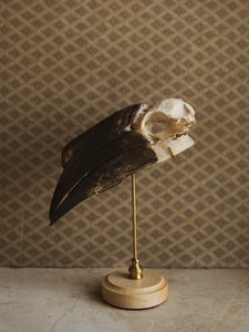 Female Black Casqued Hornbill Skull On Wood Stand, SB492
