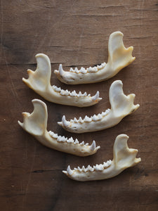 Otter Jaw, SB1001