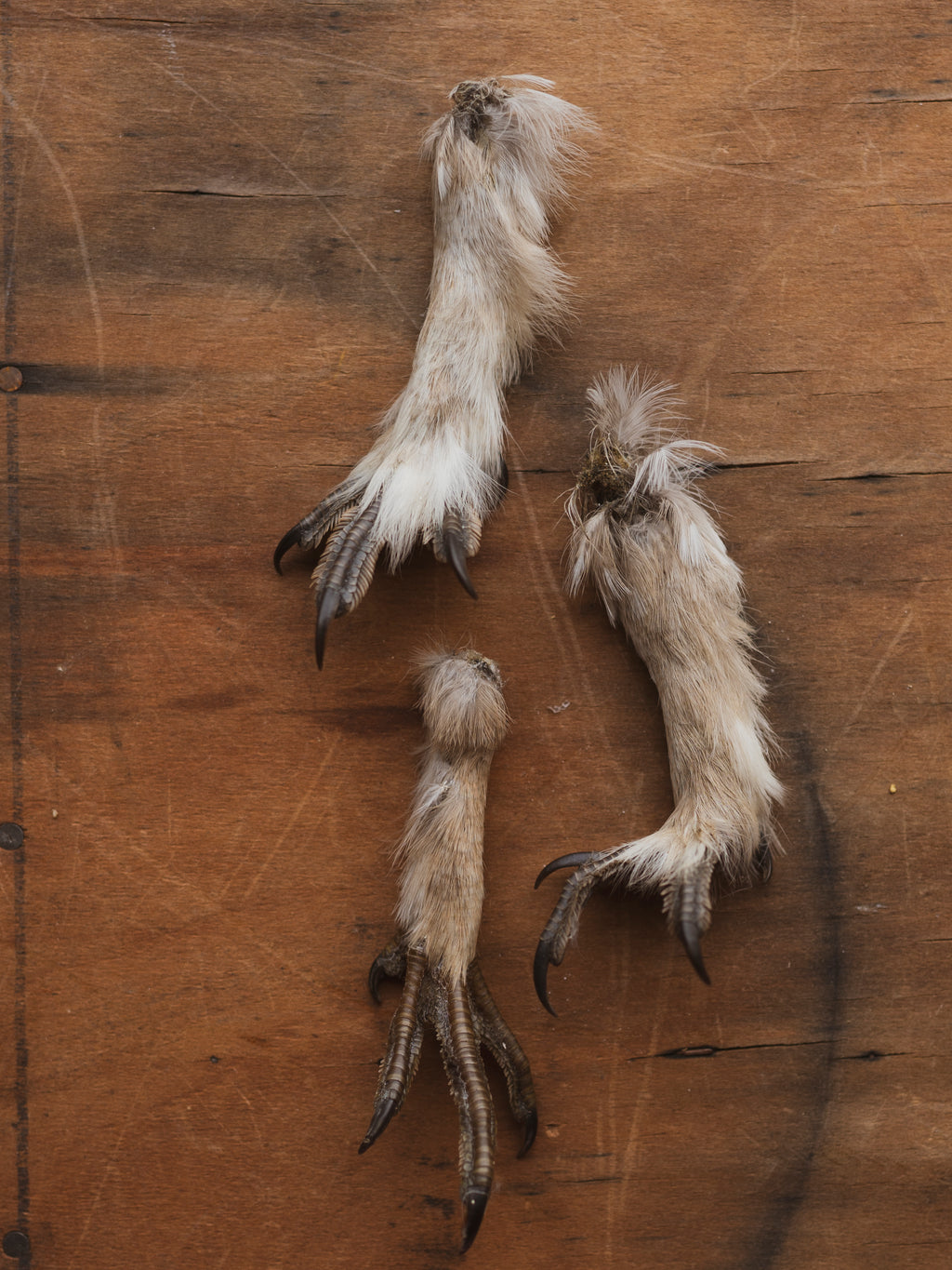 3-4" Sharptail Grouse Foot, PS111