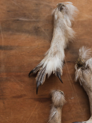 3-4" Sharptail Grouse Foot, PS111