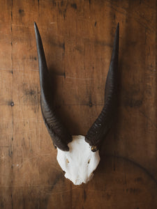 10-12" Bushbuck Skull Plate, SB1102