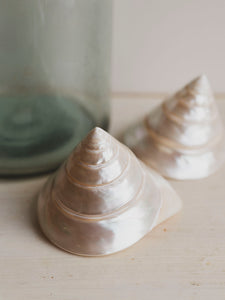 4" Polished Trochus Shell , NA510