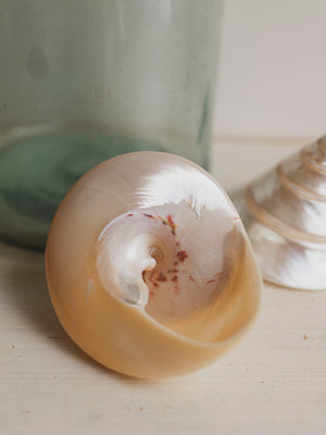 4" Polished Trochus Shell , NA510