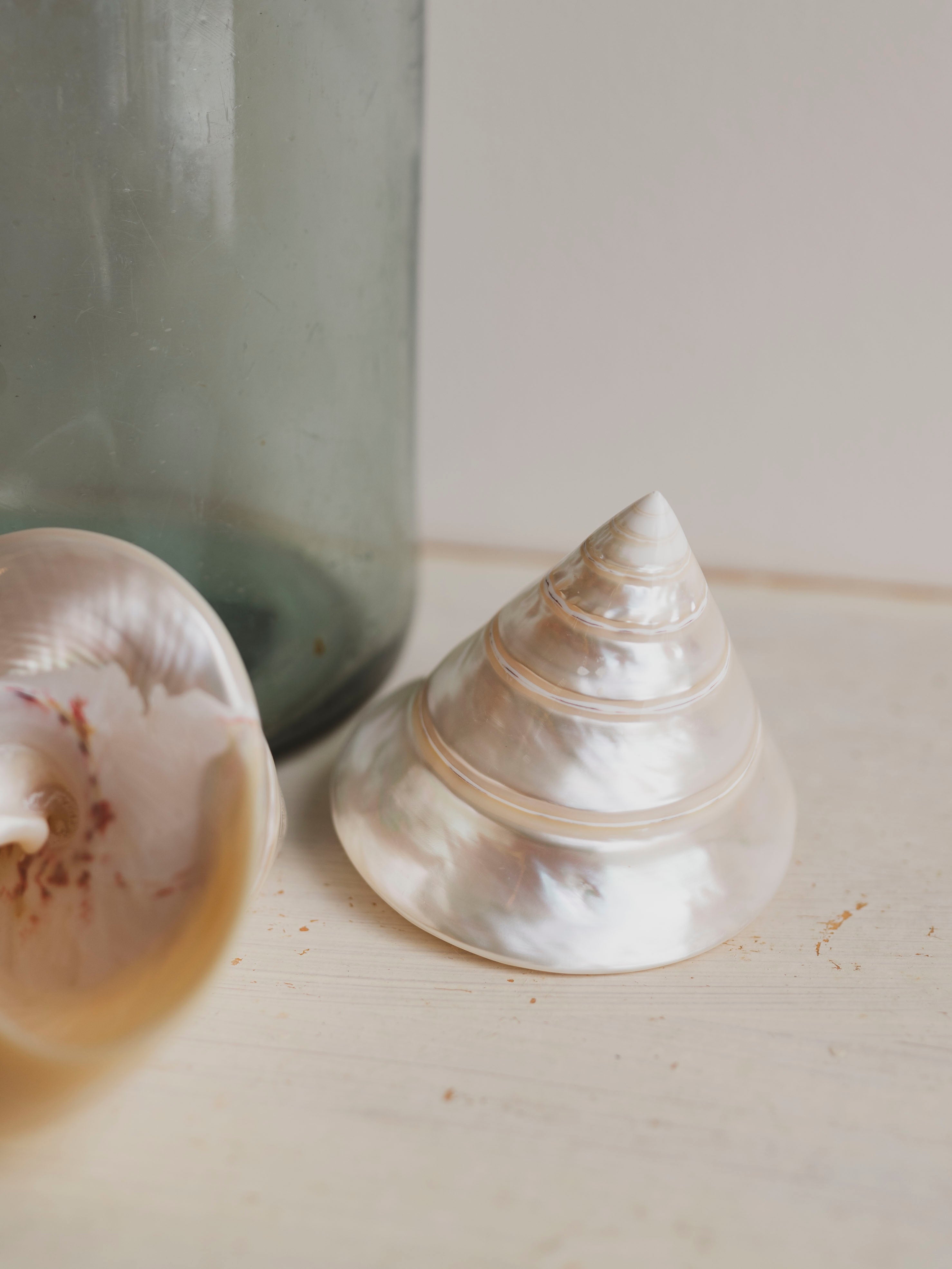 4" Polished Trochus Shell , NA510