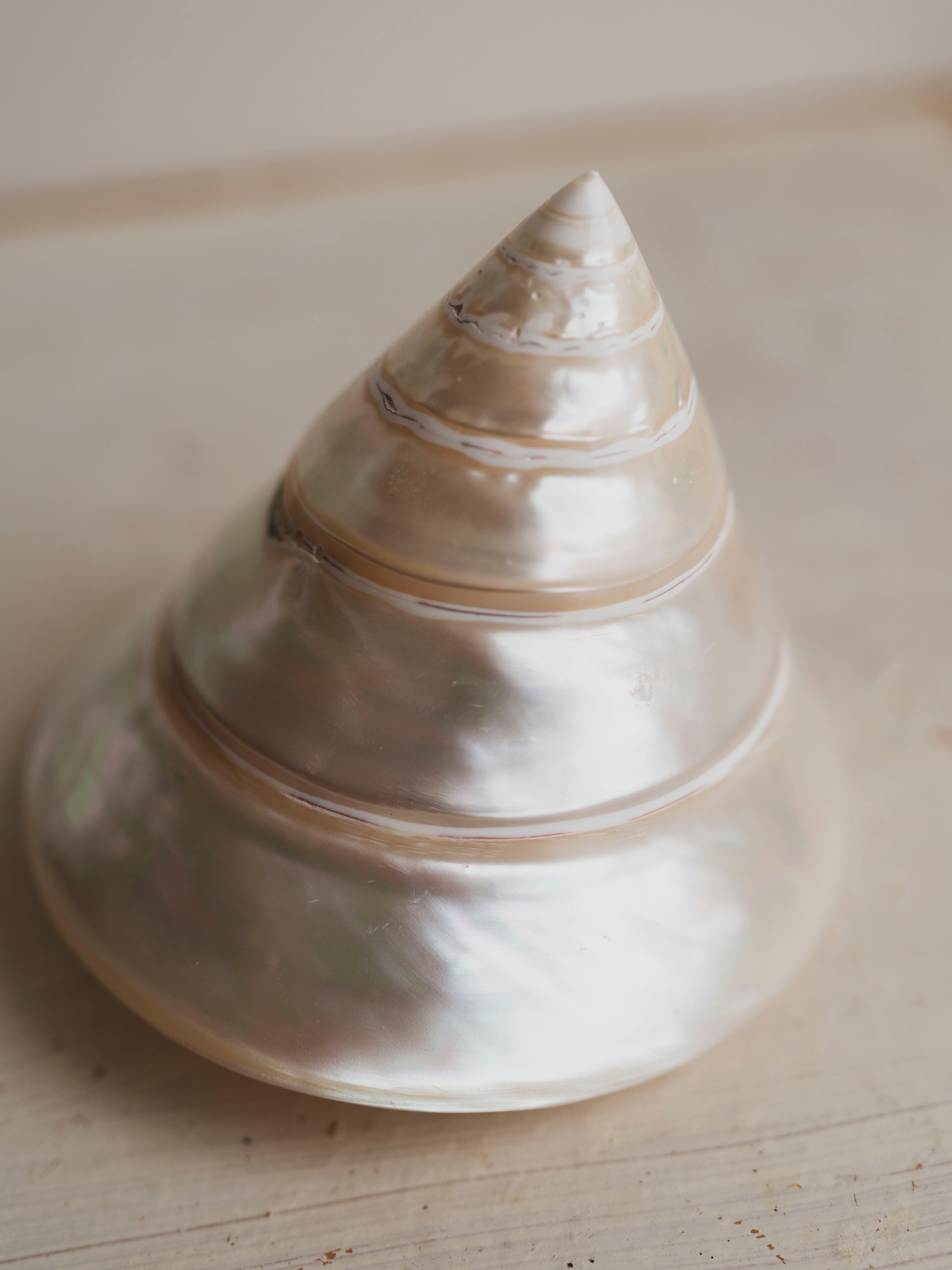 4" Polished Trochus Shell , NA510