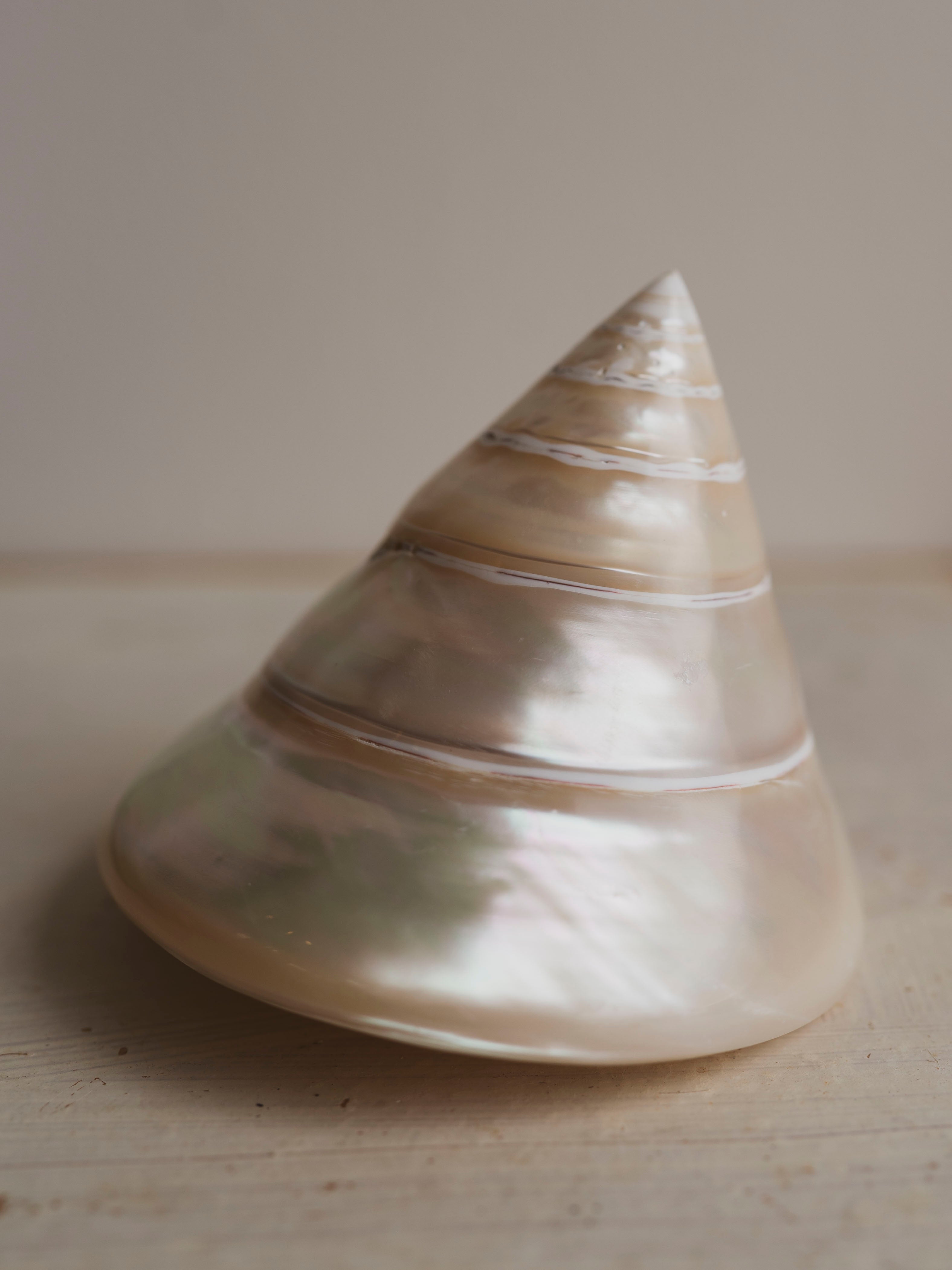 4" Polished Trochus Shell , NA510