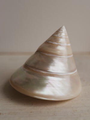 4" Polished Trochus Shell , NA510