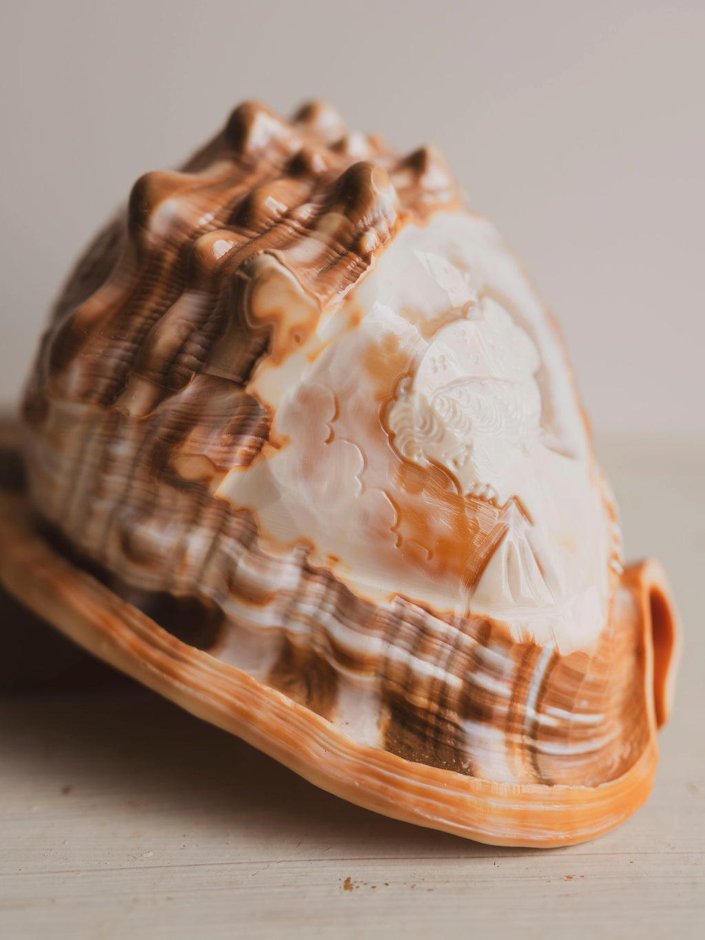 5.5" Polished Carved Cameo Shell, NA512