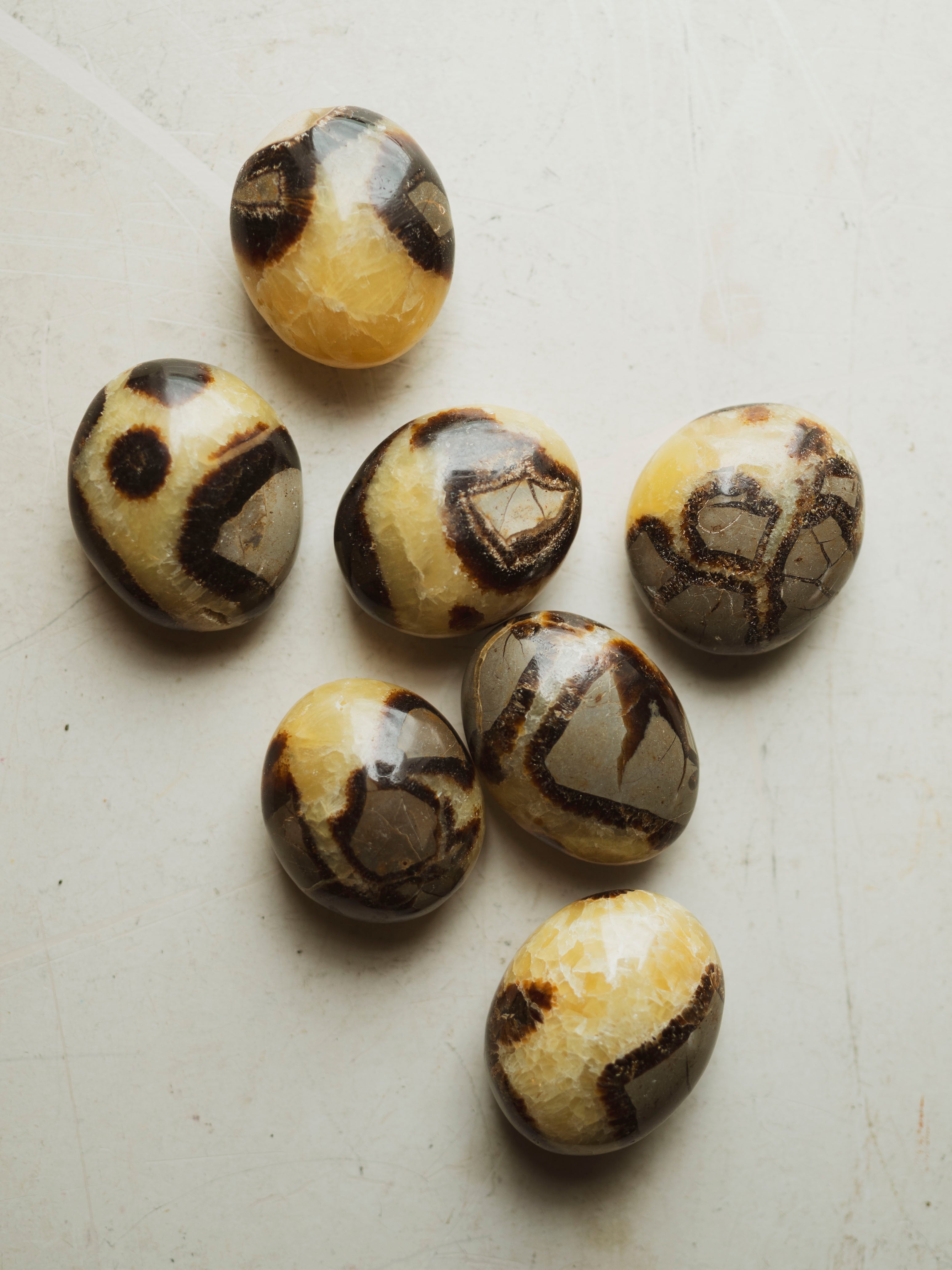 1.25-2.25" Septarian Palmstone, RM4111