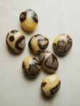 1.25-2.25" Septarian Palmstone, RM4111