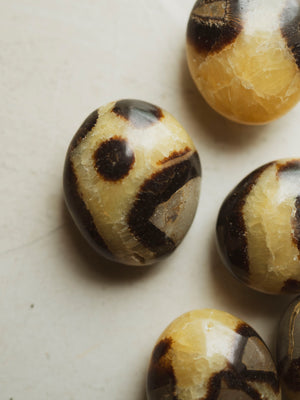 1.25-2.25" Septarian Palmstone, RM4111