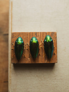 Jewel Beetle Pin, CA1397