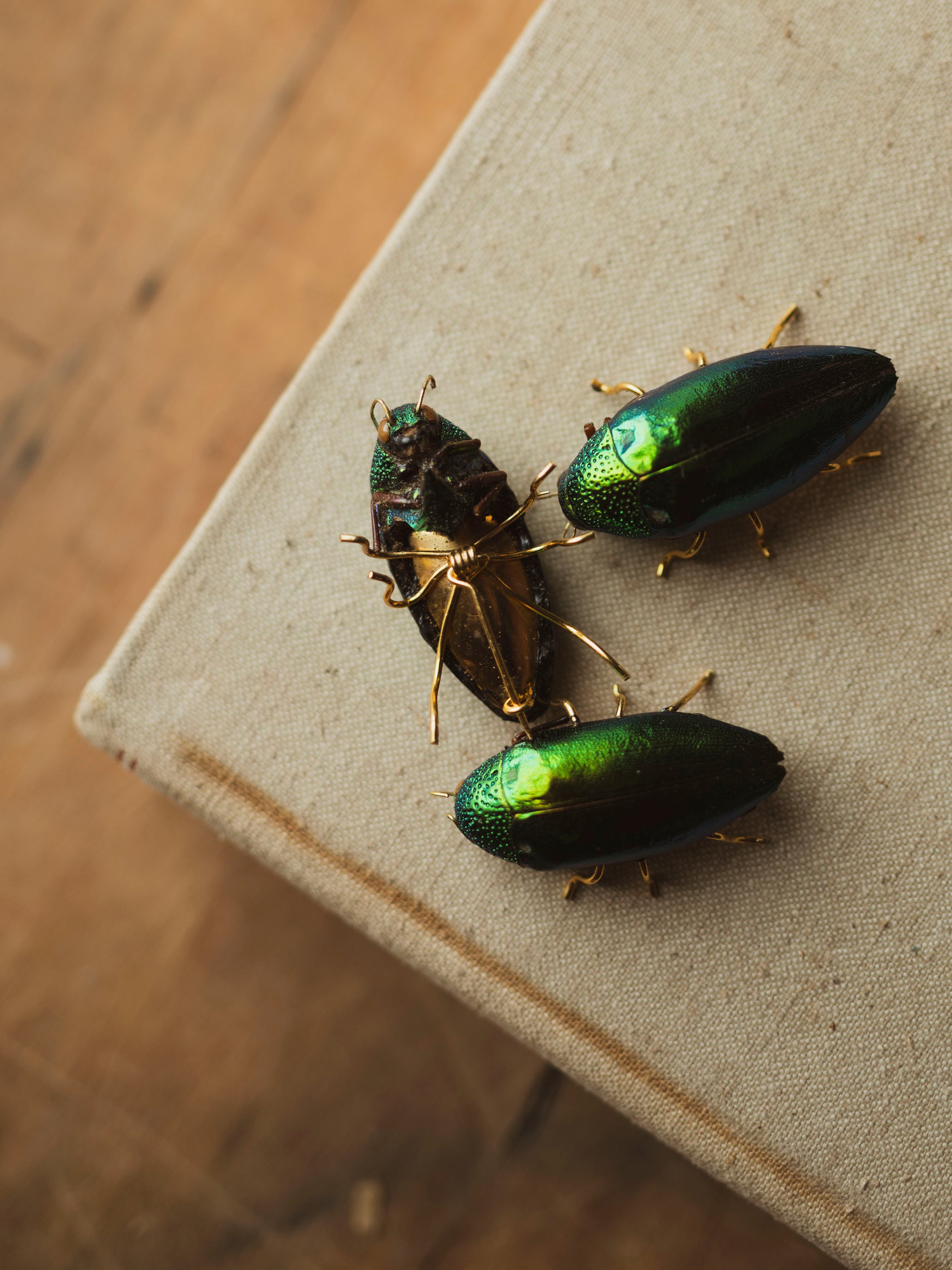 Jewel Beetle Pin, CA1397