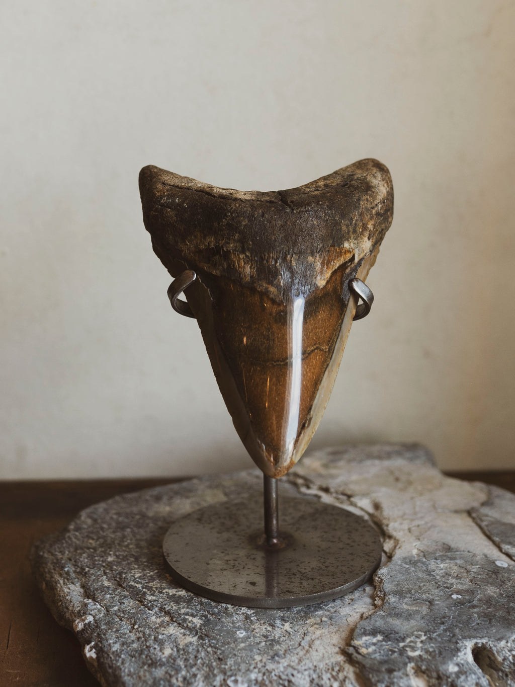 4.5-4.75" Grade A Polished Megalodon Tooth, RM2510