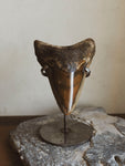 4.5-4.75" Grade A Polished Megalodon Tooth, RM2510