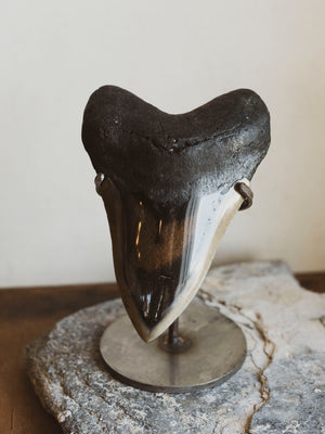 4.5-4.75" Grade A Polished Megalodon Tooth, RM2510