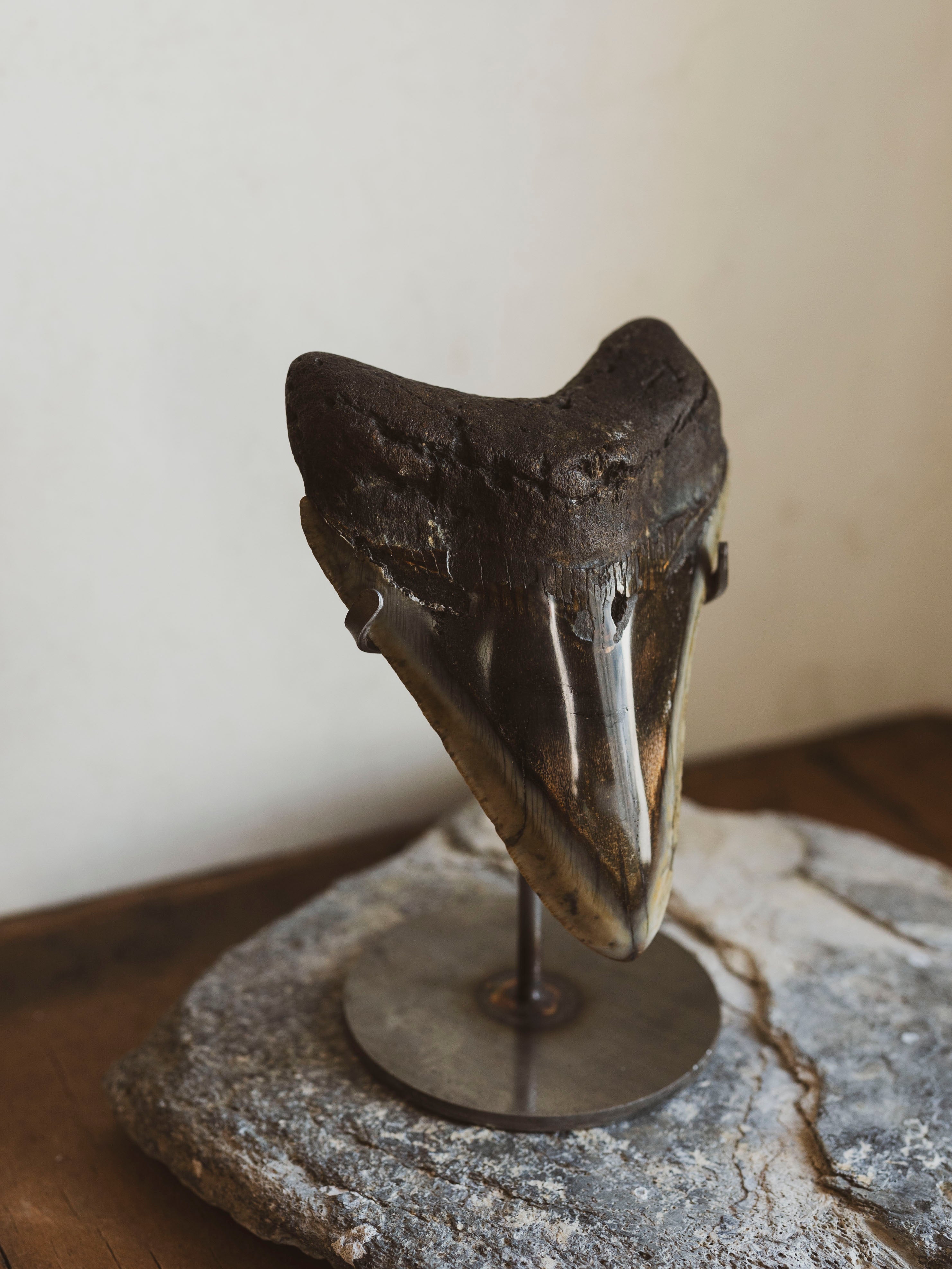 4.5-4.75" Grade A Polished Megalodon Tooth, RM2510