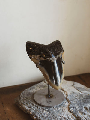 4.5-4.75" Grade A Polished Megalodon Tooth, RM2510