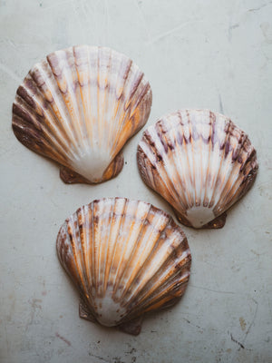 6-7" Lion Paw Scallop Shell, NA1012