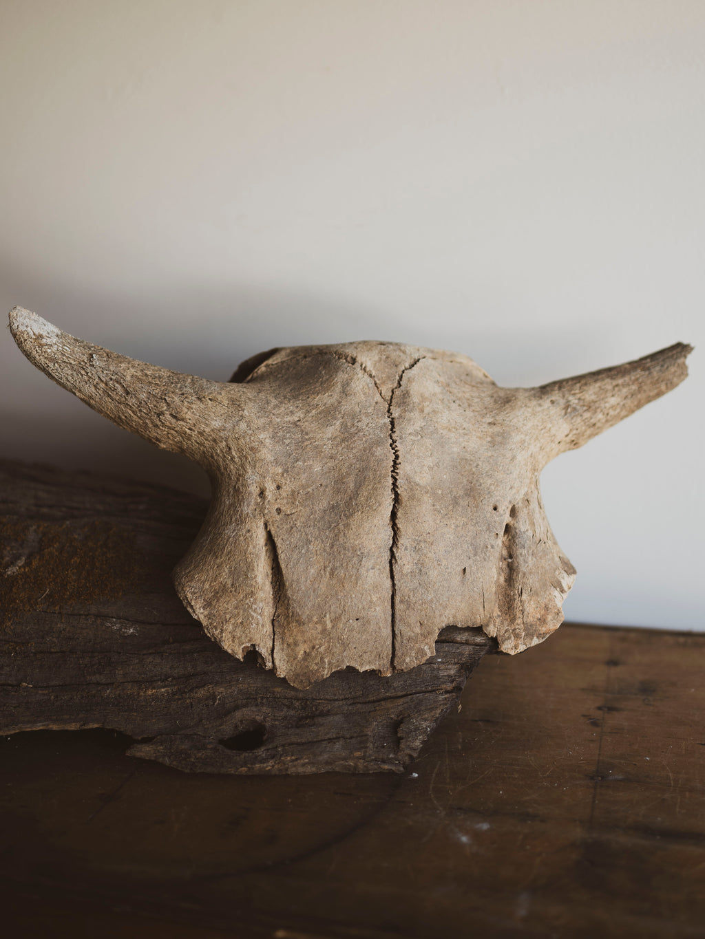 16.5” Mineralized Bovine Skull Top, SB201