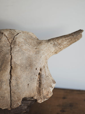 16.5” Mineralized Bovine Skull Top, SB201