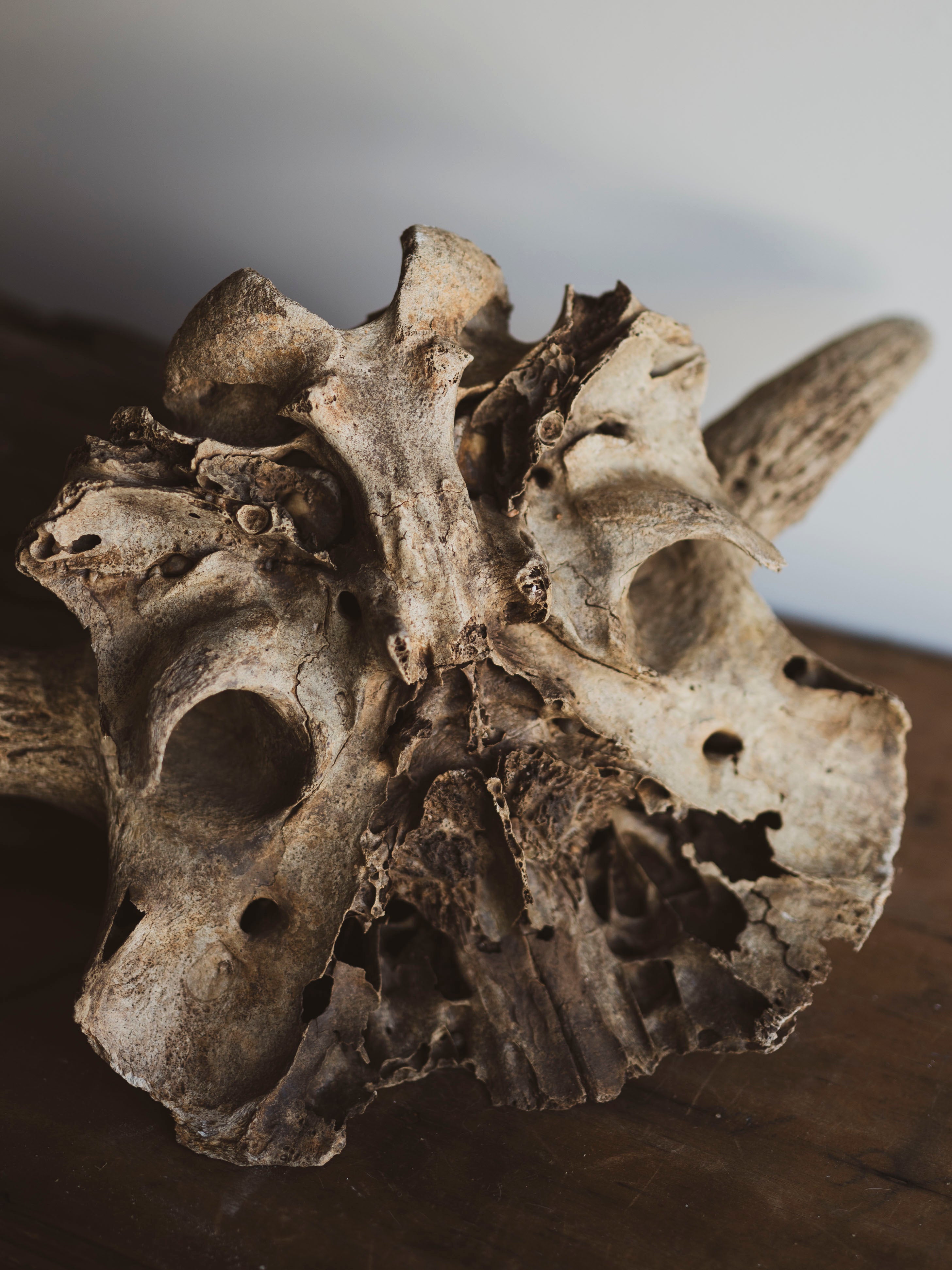 16.5” Mineralized Bovine Skull Top, SB201