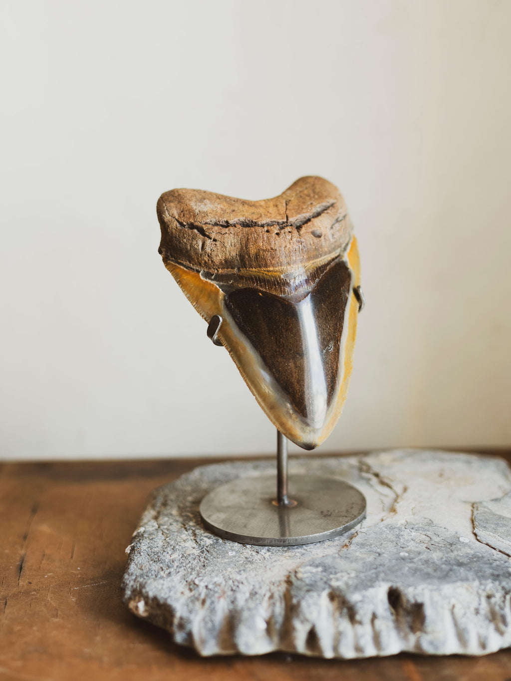 5 1/8-5.5" Grade A Polished Megalodon Tooth, RM2500