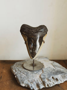 5 1/8-5.5" Grade A Polished Megalodon Tooth, RM2500