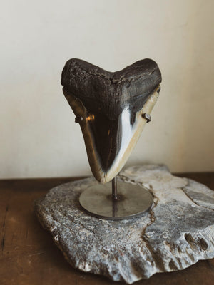 5 1/8-5.5" Grade A Polished Megalodon Tooth, RM2500