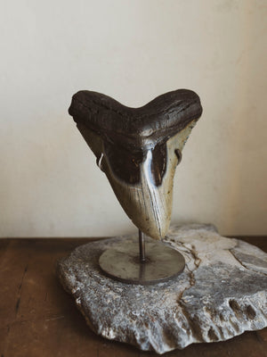 5 1/8-5.5" Grade A Polished Megalodon Tooth, RM2500