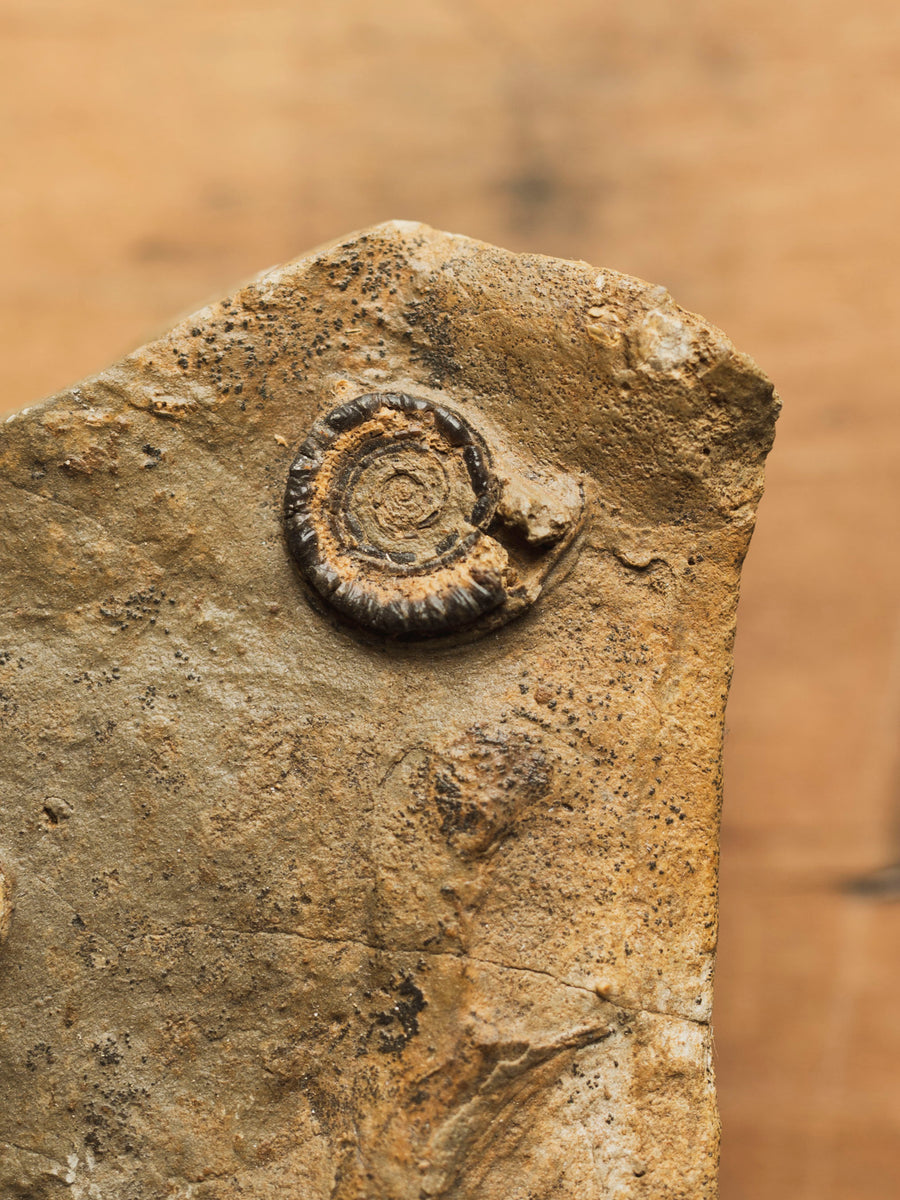 Fossilized Ammonites in Matrix, FO2 – Black Moth