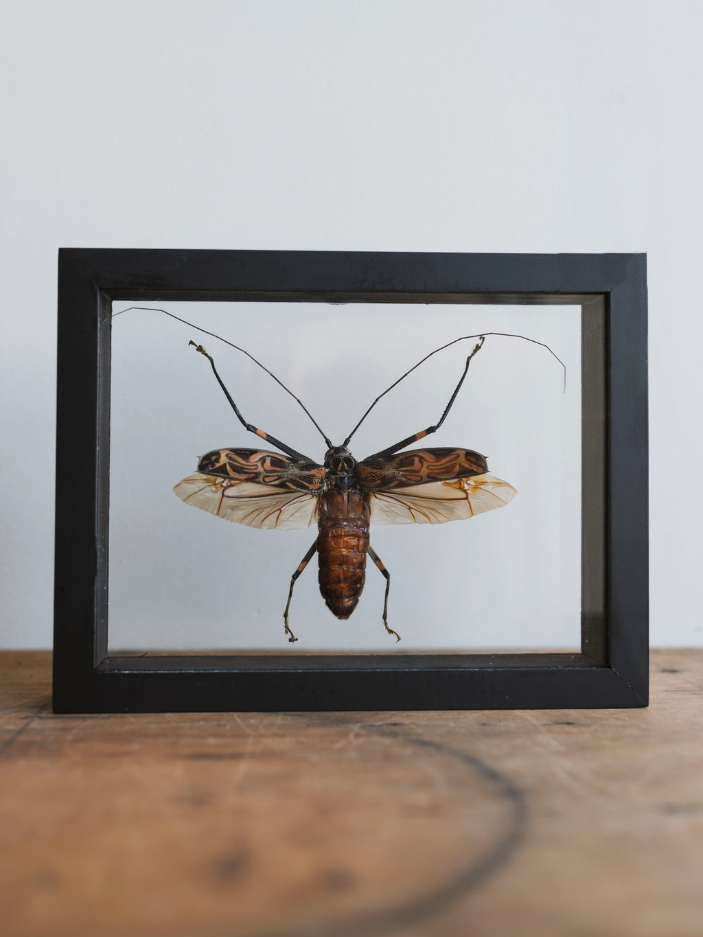 Framed Double Glass Harlequin Beetle, IN1165