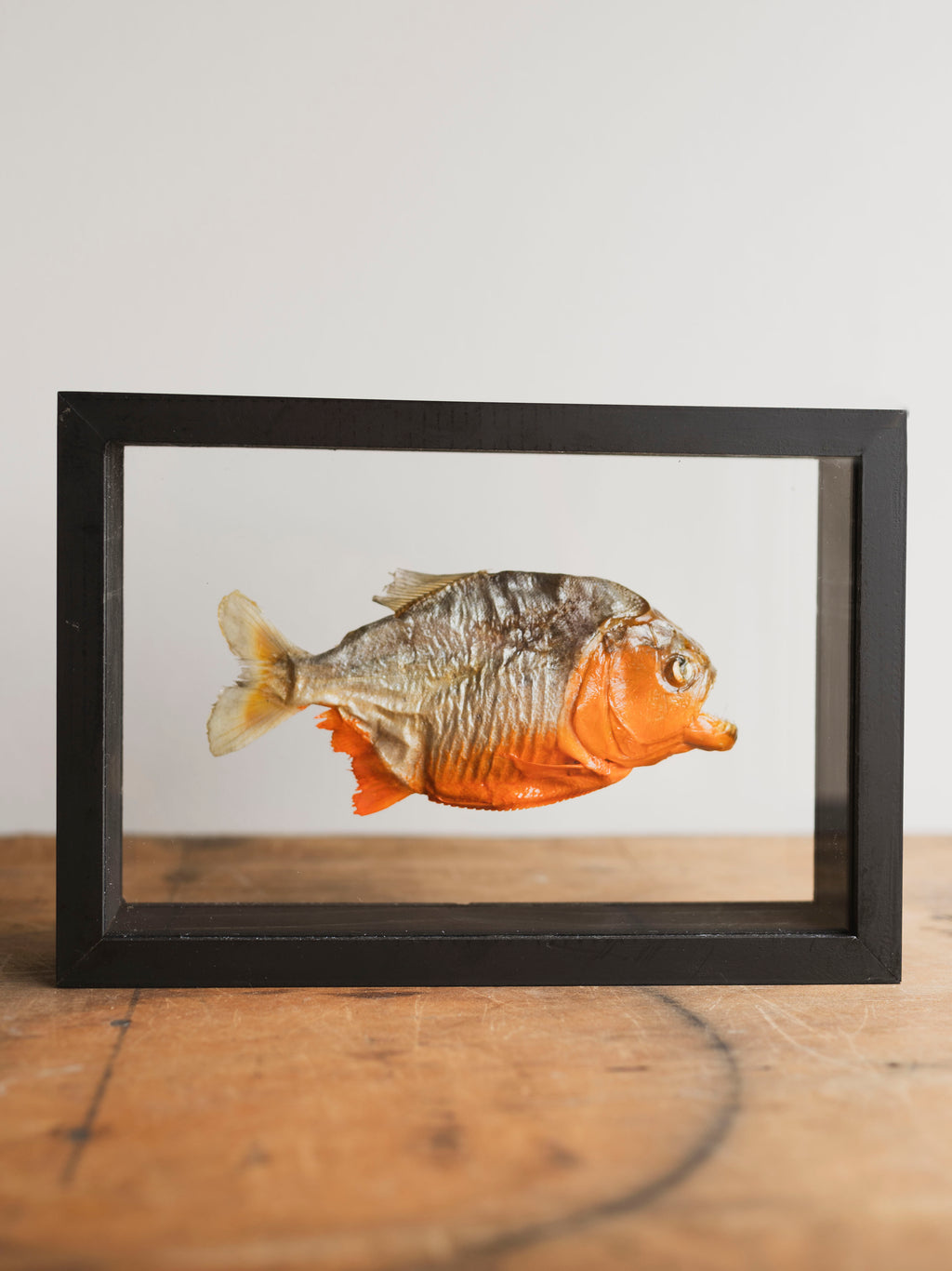 10x7" Framed Double Glass Red Bellied Piranha, PS486