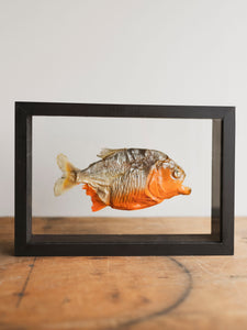 10x7" Framed Double Glass Red Bellied Piranha, PS486