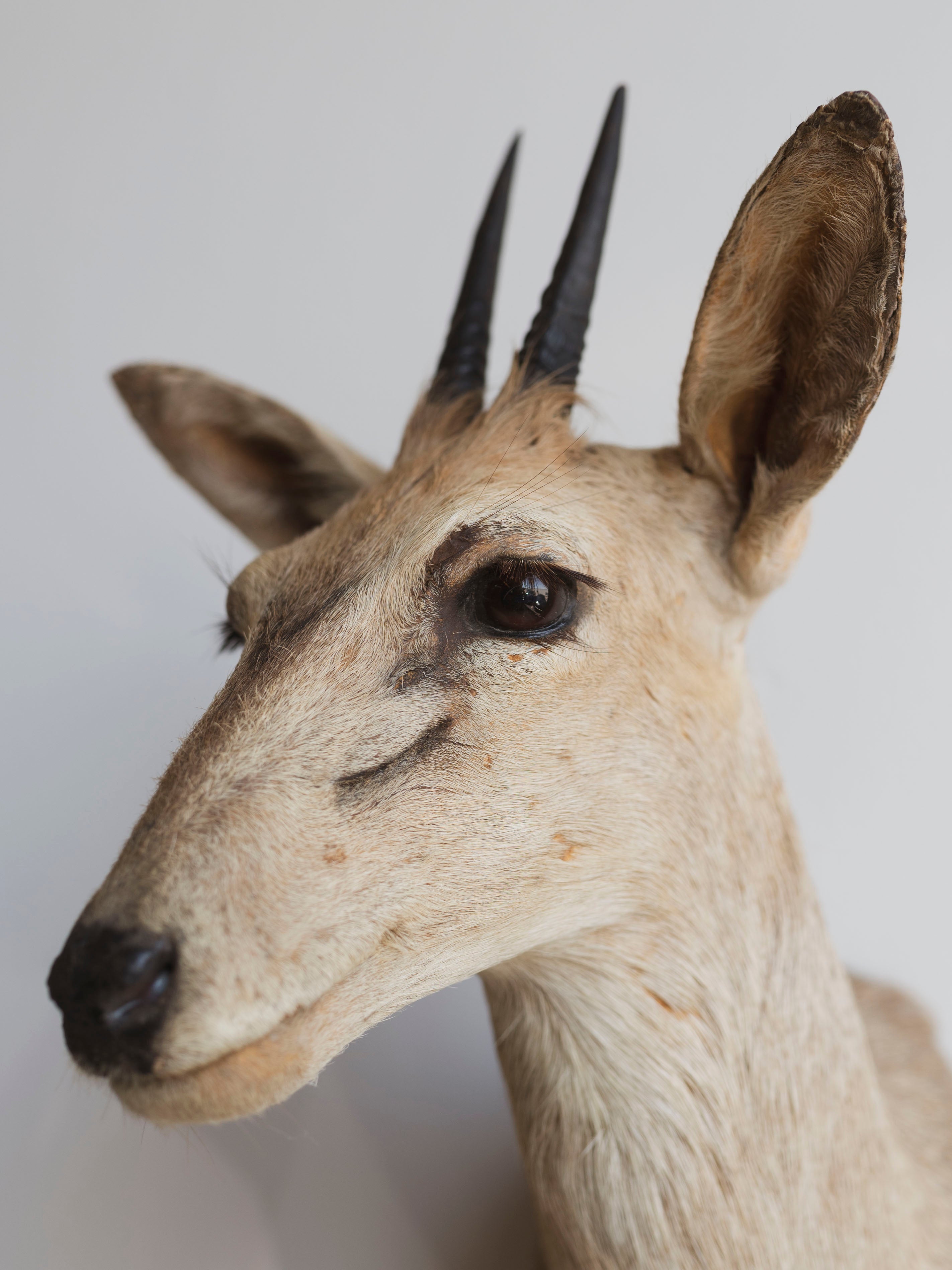 Grey Duiker Shoulder Mount Taxidermy (Daphne), TA344