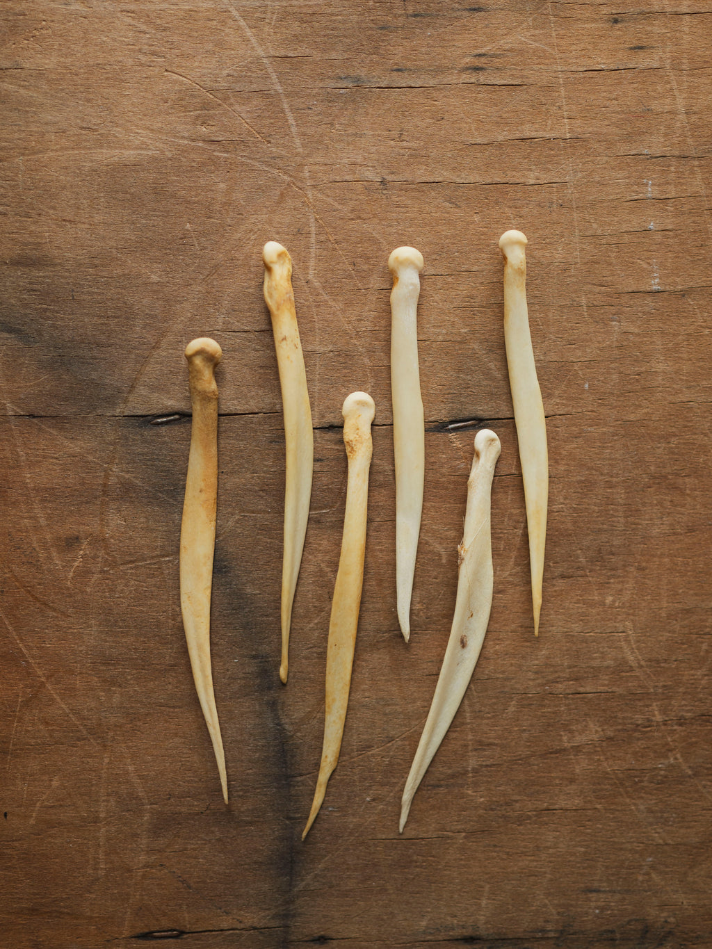 2.75" Deer Needle Bone, SB541
