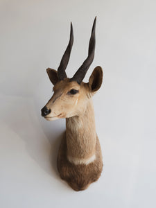 Limpopo Bushbuck Shoulder Mount Taxidermy (Larry), TA342
