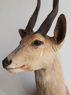 Limpopo Bushbuck Shoulder Mount Taxidermy (Larry), TA342