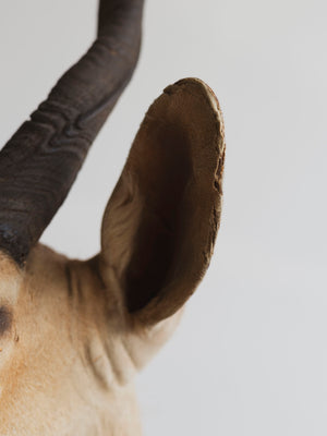 Limpopo Bushbuck Shoulder Mount Taxidermy (Larry), TA342