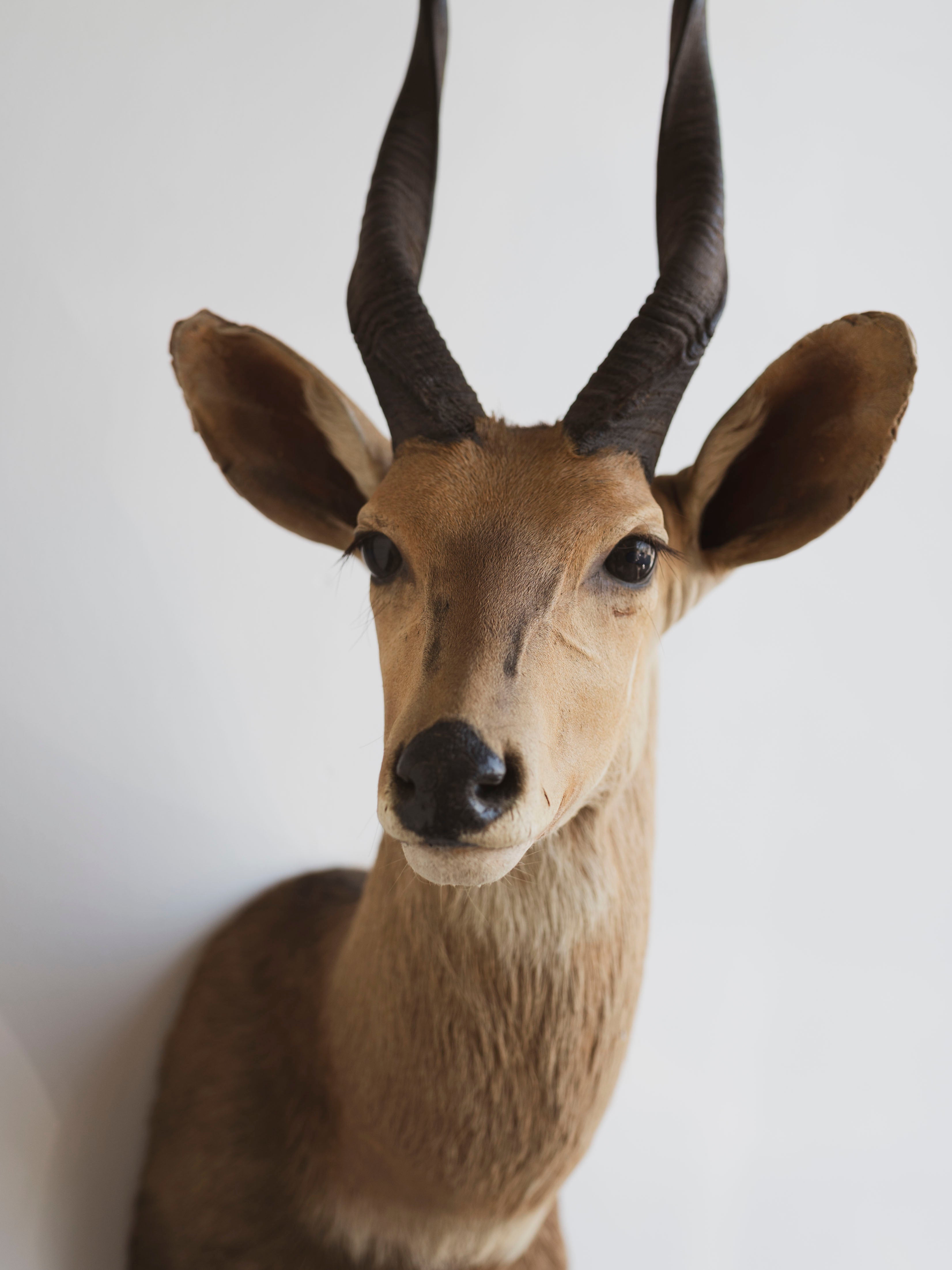 Limpopo Bushbuck Shoulder Mount Taxidermy (Larry), TA342