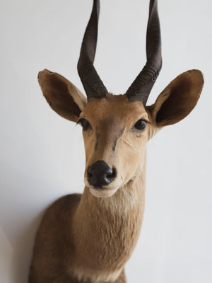 Limpopo Bushbuck Shoulder Mount Taxidermy (Larry), TA342