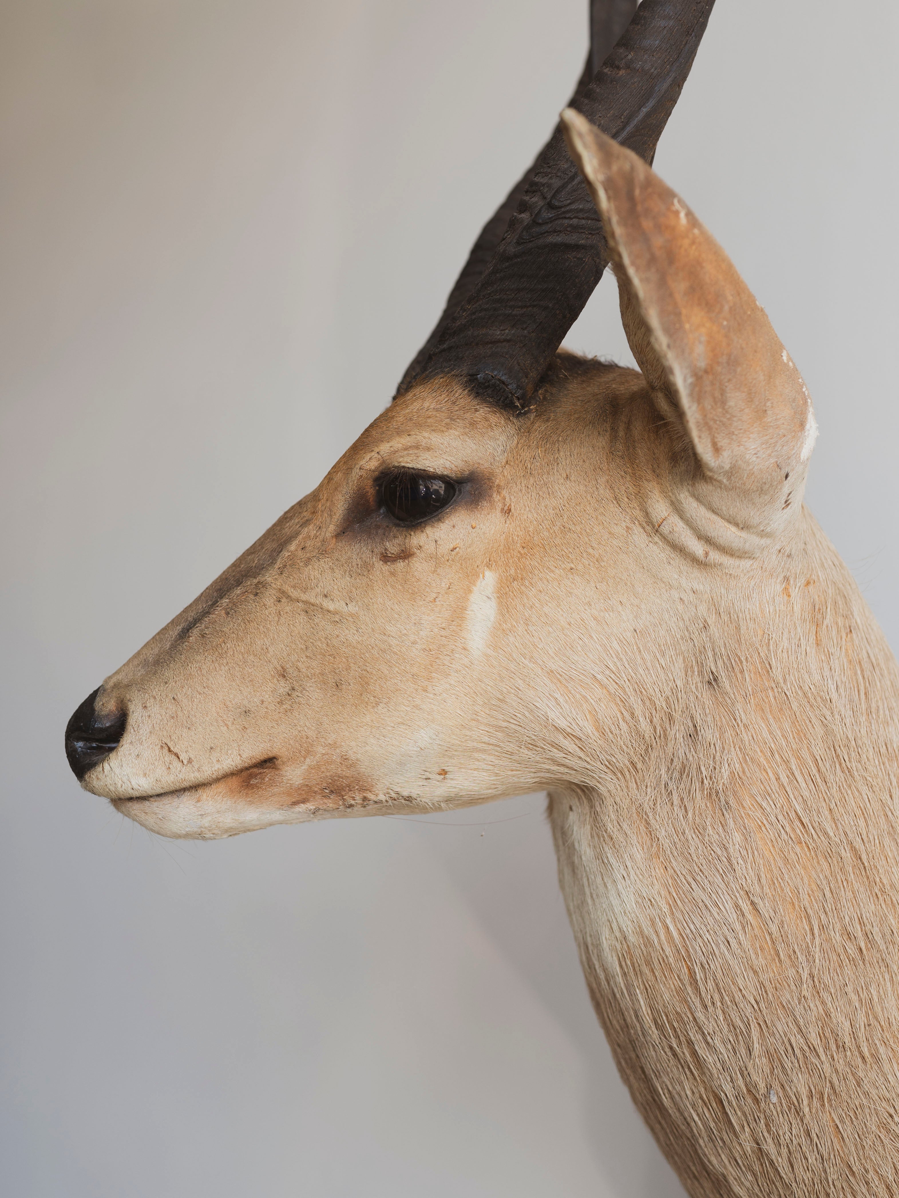 Limpopo Bushbuck Shoulder Mount Taxidermy (Larry), TA342