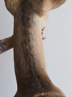 Limpopo Bushbuck Shoulder Mount Taxidermy (Larry), TA342
