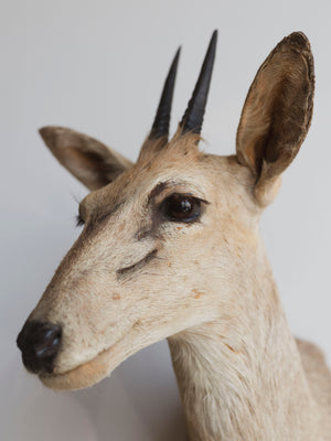 Grey Duiker Shoulder Mount Taxidermy (Daphne), TA344
