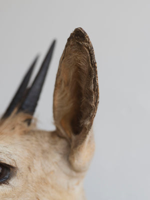Grey Duiker Shoulder Mount Taxidermy (Daphne), TA344