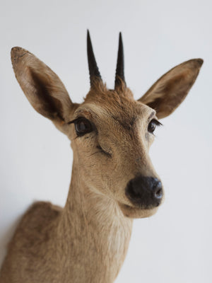 Grey Duiker Shoulder Mount Taxidermy (Daphne), TA344