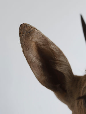 Grey Duiker Shoulder Mount Taxidermy (Daphne), TA344