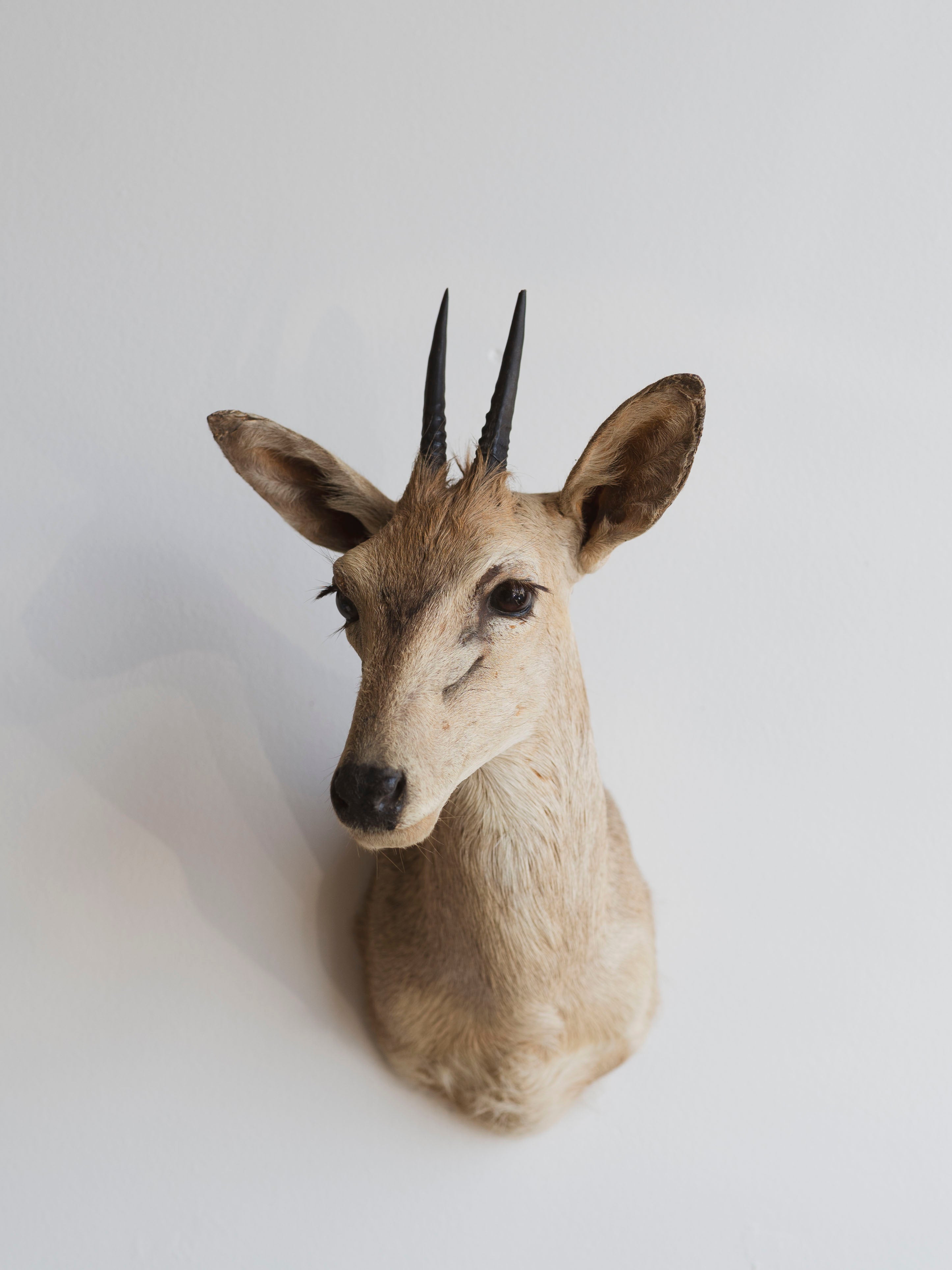 Grey Duiker Shoulder Mount Taxidermy (Daphne), TA344