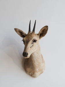 Grey Duiker Shoulder Mount Taxidermy (Daphne), TA344