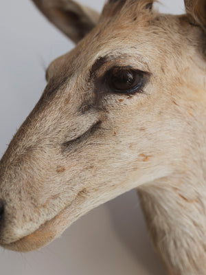 Grey Duiker Shoulder Mount Taxidermy (Daphne), TA344